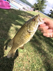 Micropterus dolomieu
