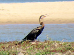 Anhinga rufa rufa
