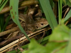 Lacerta agilis