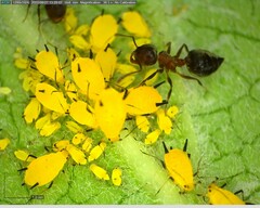 Crematogaster cerasi