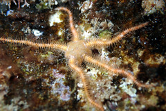 Ophiothrix caespitosa