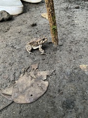 Sclerophrys gutturalis