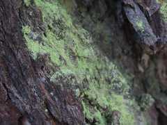 Chrysothrix candelaris