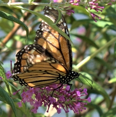 Danaus plexippus