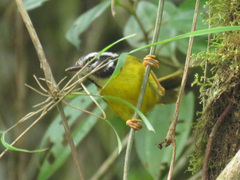 Myiothlypis basilica