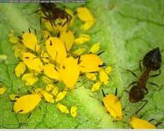 Crematogaster cerasi