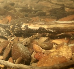 Cottus