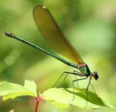 Calopteryx dimidiata