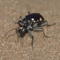 Cicindela scutellaris lecontei