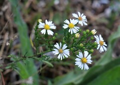 Symphyotrichum ericoides