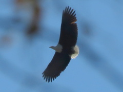 Haliaeetus vocifer