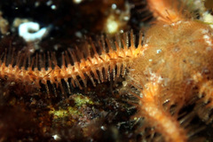 Ophiothrix caespitosa