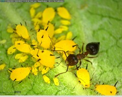 Crematogaster cerasi