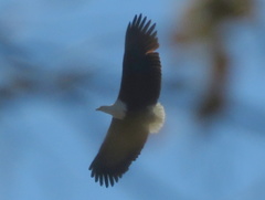Haliaeetus vocifer