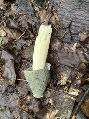 Phallus ravenelii