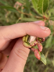 Thecabius populimonilis