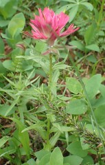 Castilleja parviflora oreopola