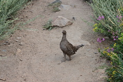 Dendragapus obscurus