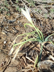 Pancratium maritimum