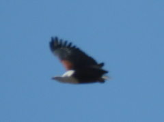 Haliaeetus vocifer