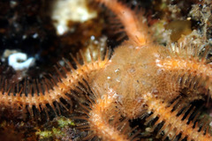 Ophiothrix caespitosa