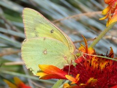 Colias eurytheme