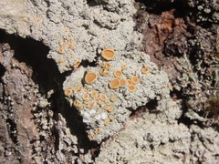 Icmadophila ericetorum