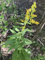 Solidago velutina