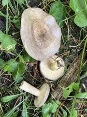 Lactarius circellatus
