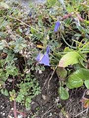 Campanula scheuchzeri