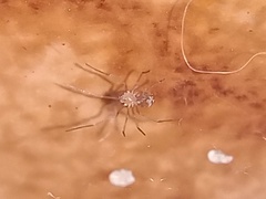 Araneomorphae