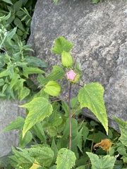 Hibiscus laevis