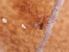 Araneomorphae