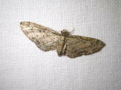 Eupithecia inturbata