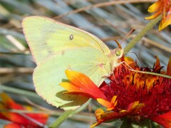 Colias eurytheme