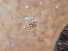 Araneomorphae