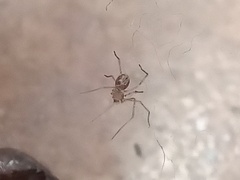 Araneomorphae