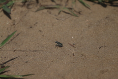 Cicindela scutellaris lecontei