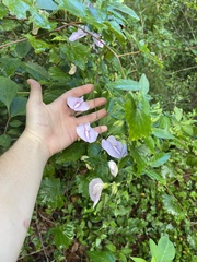 Centrosema arenicola