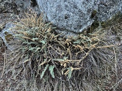 Myriopteris gracillima