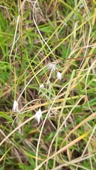 Eriophorum angustifolium