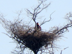 Ephippiorhynchus senegalensis