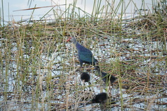 Porphyrio poliocephalus