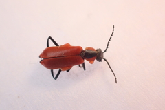 Anthocomus rufus