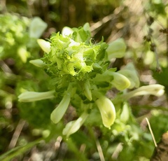 Pedicularis lanceolata