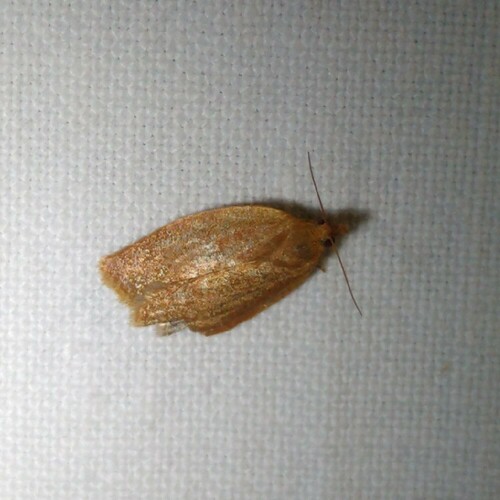Privet Tortrix, 9351 Leek, Nederland, photo 6 of 10