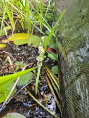 Sparganium fluctuans