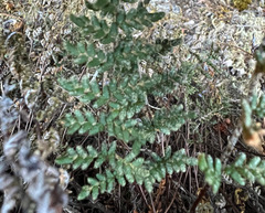 Myriopteris gracillima