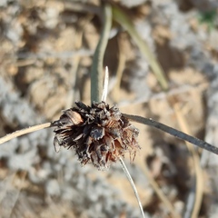 Cyperus capitatus