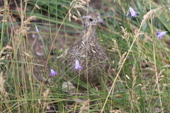 Dendragapus obscurus